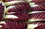 Geofur Radicchio