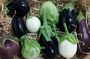 Mixed Aubergines