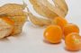 Physalis