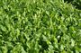 Salad Planting