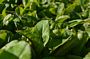 Beetroot Shoots